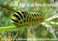/album/biomorfando/lagarta-da-borboleta-jpg/